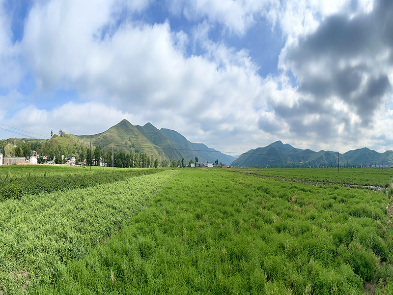 KAIYUN SPORTS黄芪党参基地