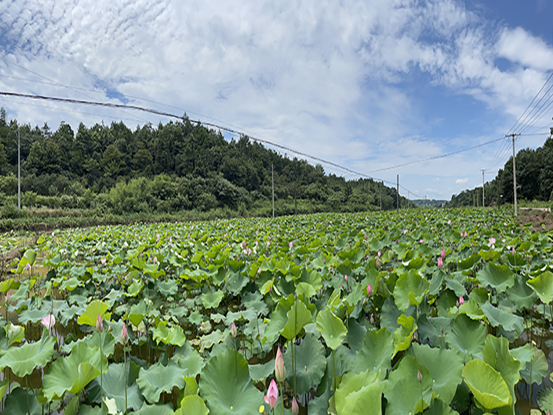 KAIYUN SPORTS莲子基地